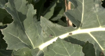 Zaštita i prihrana usjeva